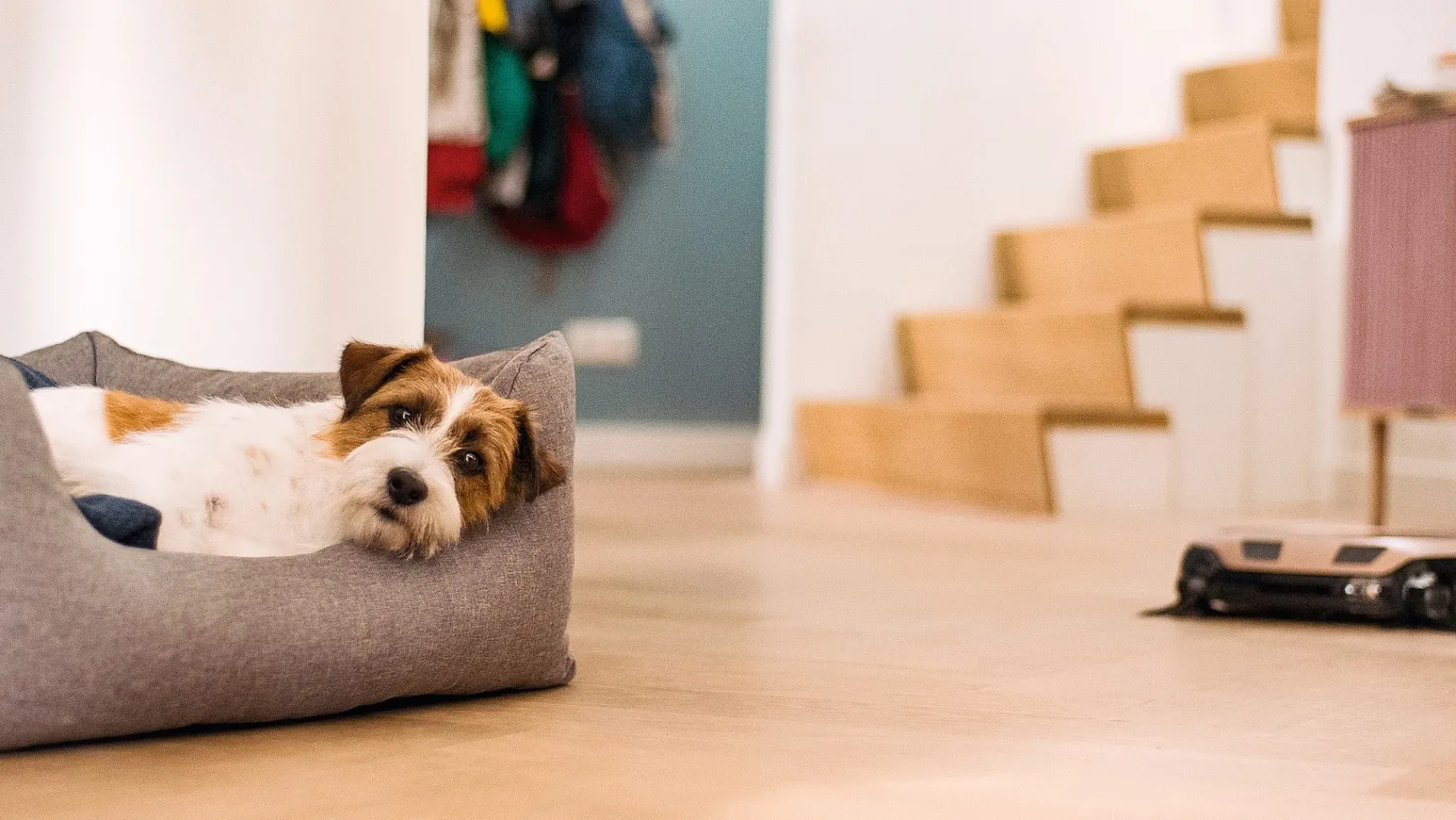 Miele Scout Rx3 Homevisie